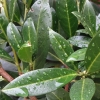 sony_qx10_ooc_02