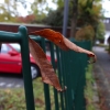 sony_qx10_ooc_03