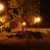 sony_qx10_ooc_19