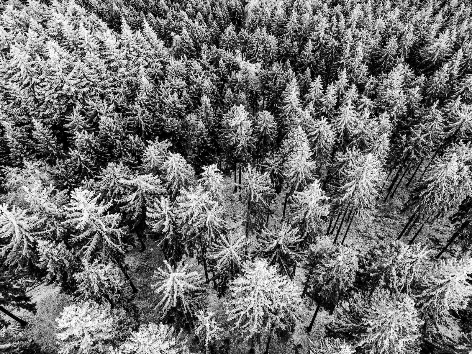 Baum. Wald. 2024. Das Jahresprojekt von Jörg Langer - Fotograf aus dem Hochtaunuskreis